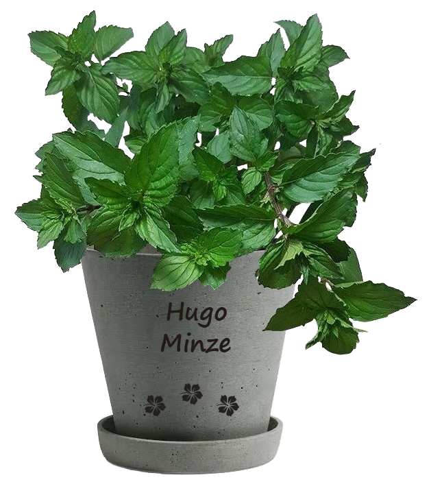Hugo Minze