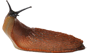 Schnecke