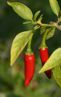 Cayenne