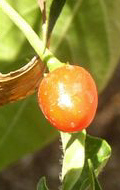 Chiltepin Mexico Sonora